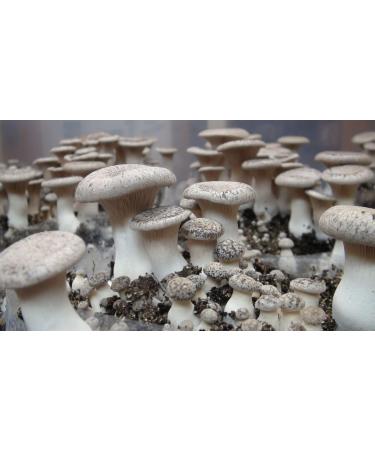 King Oyster Mushroom (Pleurotus eryngii) Liquid Culture Syringe for Mushroom Cultivation on Grain or Agar - Buy Online on GoSupps.com