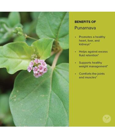 Banyan Botanicals Organic Punarnava Powder 1/2lb - Weight Management, Liver & Kidney Support - Non-GMO & Vegan - Buy Online on GoSupps.com