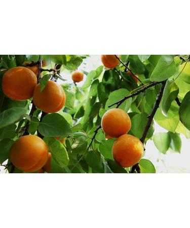Organic Raw Bitter Apricot Kernels 16oz - USDA Certified, 1LB Bitter Apricot Seeds - Buy Online on GoSupps.com