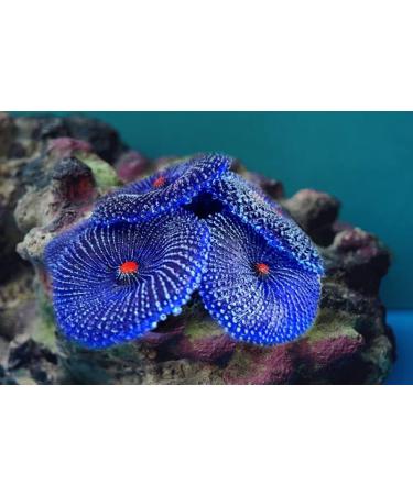 Buy 4-PC Artificial Coral Ornaments for Aquariums - Blue Corals & Underwater Plants for Stunning Fish Tank Decor - Buy Online on GoSupps.com