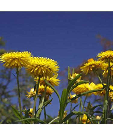 Aromatics International Premium Organic Helichrysum Bracteiferum Essential Oil 18ml | 100% Pure Essential Oil for Diffusion & Aromatherapy Helichrysum Bracteiferum 0.6 Fl Oz (Pack of 1) - Buy Online on GoSupps.com