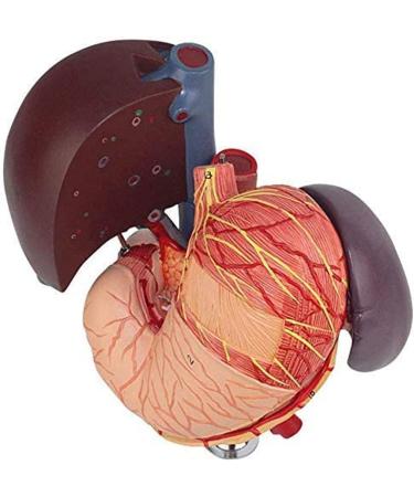 6 Parts Liver Gallbladder Pancreas Spleen Stomach Pancreas Gallbladder Human Life Size Liver Pancreas and Duodenum Simulation Model Anatomy Type - Buy Online on GoSupps.com