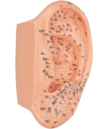 Verdant Touch Ear Acupuncture Points Model - 40cm Professional PVC Ear Zone Massage Tool for Accurate Acupuncture - Buy Online on GoSupps.com