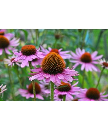 Hua Xian Zi Echinacea Purple Flower Seeds - 2000 Coneflower Seeds for International Shipping - Buy Online on GoSupps.com