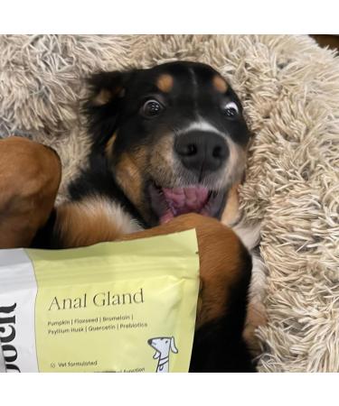 Scooch Anal Gland Dog Supplement - Stop Scooting & Odor | Vet-Formulated Crunchy Chew for Gut Health | Natural & Plant Based - Buy Online on GoSupps.com