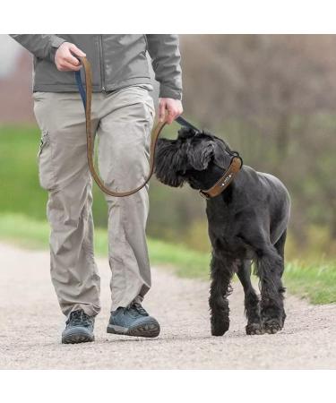 Didog Personalized Soft Padded Leather Dog Collar with Engraved Name Tag - Adjustable for Small & Medium Dogs (25-30 cm Brown) - Buy Online on GoSupps.com