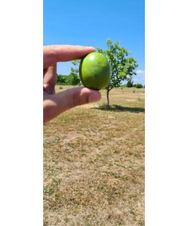 Walnut Oil 3 liters Hortus Verdi Cold Pressed 100% Natural - European Sourced - RAW VEGAN - Extra Virgin - Unrefined - Gluten Free - Buy Online on GoSupps.com