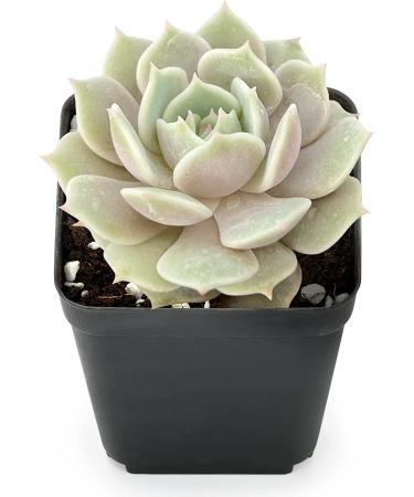 2in Echeveria Lola Succulent Plant - Live Mini Plant for Indoor Outdoor Decor, Perfect for Home Office Wedding DIY Projects - 1 Pack Fully Rooted in Pots - Buy Online on GoSupps.com