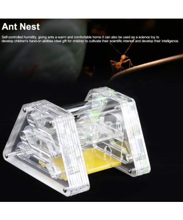 Ant Feeding Box Acrylic Transparent Ant Living Nest Ant Housing Nest Box Farm Insect Moisturizing Case Housing Home With Tweezers and Dropper - Buy Online on GoSupps.com
