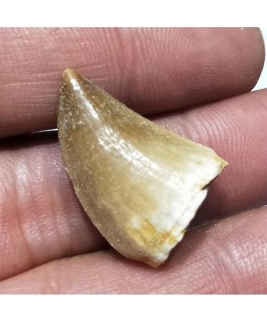 1 20-30mm Natural Animal Mosasaur Tooth Specimen which can be Used as a Gift Decoration Pendant Reiki Stone ERTEYIN - Buy Online on GoSupps.com