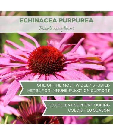 Organic Echinacea Purpurea Tea - USDA Certified 4 oz Dried Purple Coneflower Herb Premium Loose Cut & Sifted Echinacea for Immune Support - Buy Online on GoSupps.com