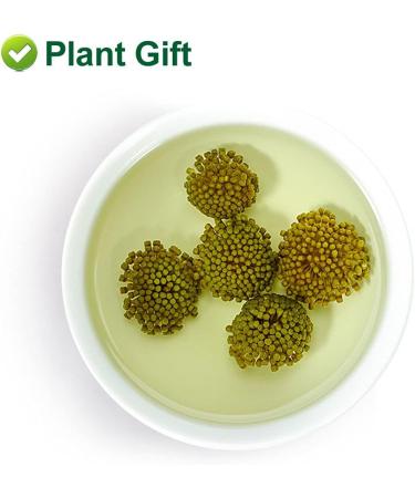 Plant Gift Panax Notoginseng Flower 60G/2.12oz Tienchi Notoginseng Tea Tienchi Ginseng - Buy Online on GoSupps.com