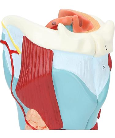 2X Magnification Human Throat Model for Teaching Display - Clear Vinyl Structure with Thyroid and Trachea Dissection - Buy Online on GoSupps.com