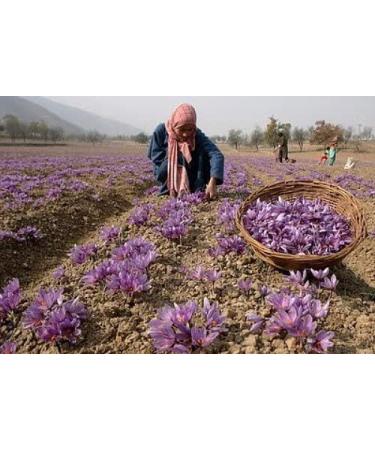 Saffron Crocus 25 Bulbs + Saffron Bulb Food | Crocus Sativus | Fast Shipping - Buy Online on GoSupps.com