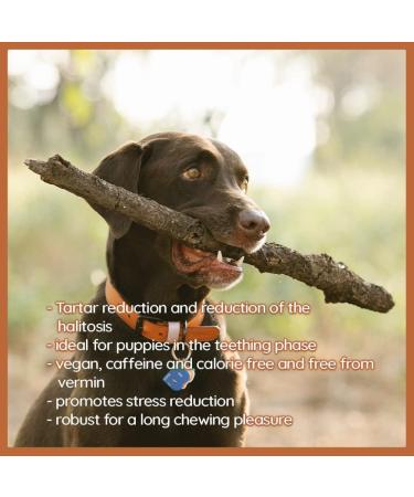 Wildfang Coffee Wood Dogs | Durable 100% Natural Chewing Root for Small Breeds (XXS) - Safe & Splinter-Free Chew Toy for Dogs & Puppies Up to 5 kg - Buy Online on GoSupps.com