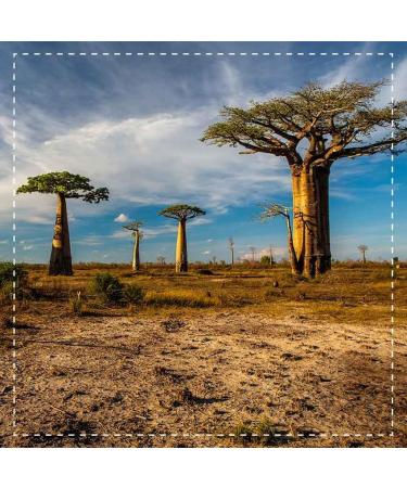Biotiva Baobab Powder Bio 250g - Premium Vegan Superfood - Adansonia - Bottled & Controlled in Germany - Healthy Nutritional Boost - Buy Online on GoSupps.com
