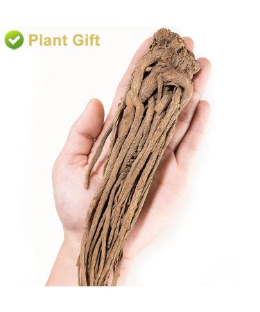 Buy Organic Angelica Root 70g - Dried Cut Root & Tea | Premium Archangelica Officinalis for Herbal Remedies - International Shipping - Buy Online on GoSupps.com