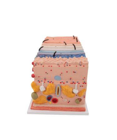 3B Scientific J13 Skin Block Model 70 Times Full-Size 17.3-Inchx9.4-Inchx9.1-Inch - Buy Online on GoSupps.com