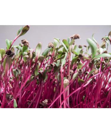 Country Creek Acres Beet Sprouting Seeds 2 lbs - Non GMO, High Germination for Microgreens, Juicing, Gardening - Hydroponics & Salad Sprouts - Buy Online on GoSupps.com
