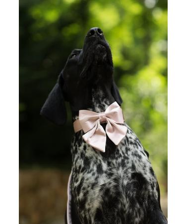 Lionet Paws Silk Dog Collar with Removable Fly - Comfortable XS Collar for Puppies & Cats Neck 20-30cm Pink - 1 Pack - Buy Online on GoSupps.com