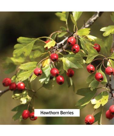 Certified Organic Hawthorn Berry Powder - 1/2 Pound - Supports Cardiovascular Health - 8 Ounce Pack - Buy Online on GoSupps.com