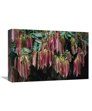 12 x 18 in. Young Red Leaves Lacking Chlorophyll Barro Colorado Island Panama Art Print - Christian Ziegler