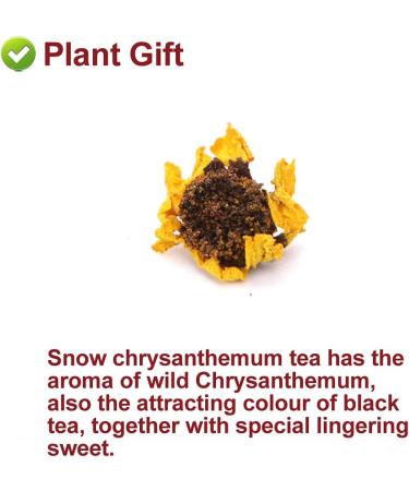 PlantGift Natural Kunlun Snow Daisy Tea 40G/1.41oz High Mountain XueJu Snow Chrysanthemum Flowers Herbal Tea - Buy Online on GoSupps.com