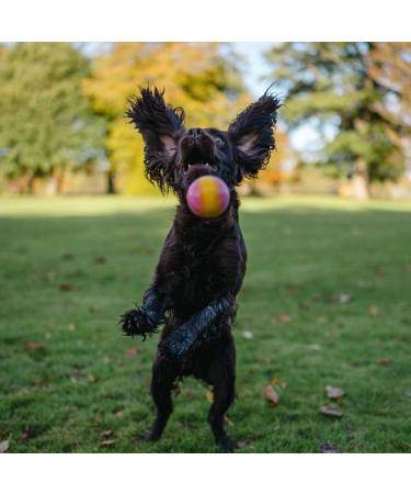 SPORTSPET High Bounce Natural Rubber Dog Balls - 6 Pack (60mm) - Durable & Fun for Active Dogs International Shipping Available - Buy Online on GoSupps.com