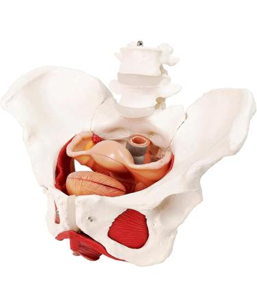 ASSICON Human Body Anatomy Model - Female Pelvis & Perineum with Removable Organs | Magnetic Teaching & Display - Buy Online on GoSupps.com