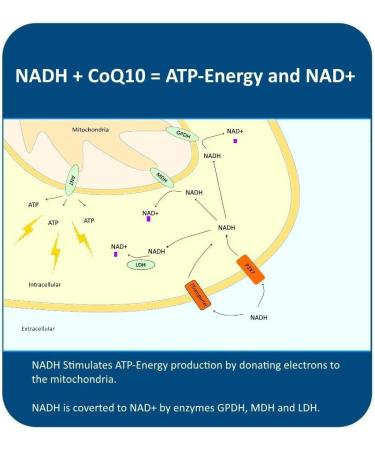 MAAC10 NADH + CoQ10 Supplement | Energy & NAD+ Support | 50mg PANMOL NADH + 100mg CoQ10 (60 Capsules) - Buy Online on GoSupps.com