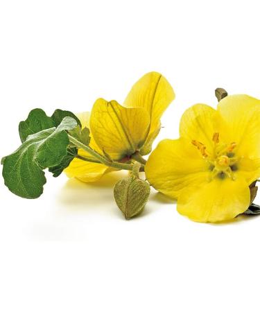 Greenfood Evening primrose oil 1000 mg high dose 90 capsules no artificial additives no genetic engineering. - Buy Online on GoSupps.com