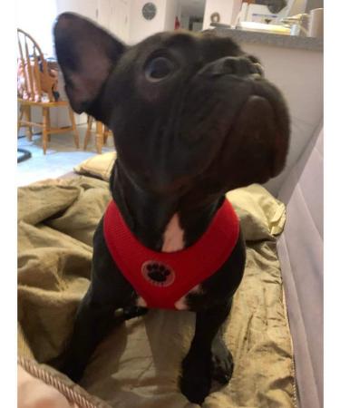 Red Soft Mesh Dog Harness - Adjustable, No Pull, Comfort Padded Vest for Medium Dogs - Buy Online on GoSupps.com