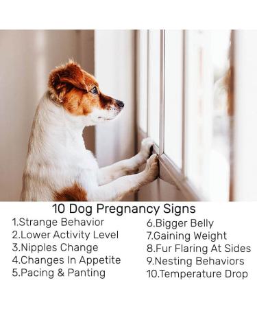 Dog Pregnancy Test Kit - Fast & Accurate Detection | Disposable Pet Clinic Equipment - Buy Online on GoSupps.com