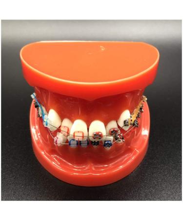 Dytah toothpodont with mental brackets orthodontic teeth model with ligature ties red orthodontic model Teach study tools for study