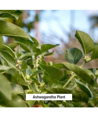 Banyan Botanicals Organic Ashwagandha Supplement - Adrenal Support, Immune Health, Stress Relief - 90 Tablets, Non-GMO, Vegan - Buy Online on GoSupps.com