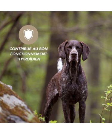  Floralpina Kelp powder 100 g for dogs and cats - Buy Online on GoSupps.com