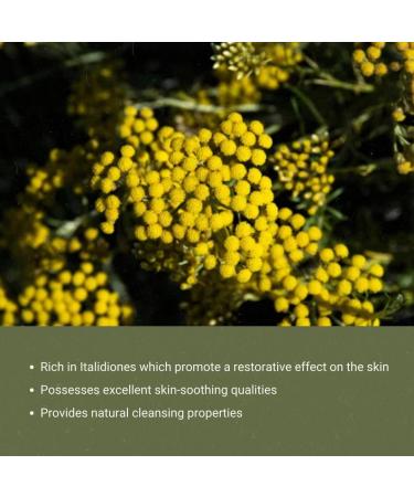 Helichrysum Essential Oil - Direct from Malagassi Farms in Madagascar - 100% Pure Therapeutic Grade - Bulk Essential Oils - Used for Soap Making & Aromatherapy Oil (5ml) Helichrysum 0.17 Fl Oz (Pack of 1) - Buy Online on GoSupps.com