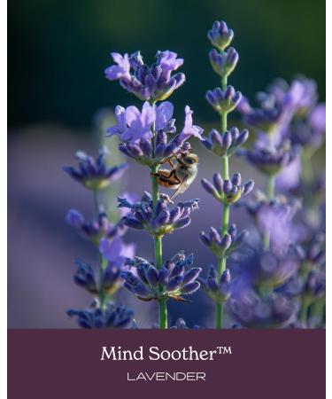 Herb Pharm Certified Organic Mind Soother Lavender Liquid Herbal Formula 1 Fl Oz - Buy Online on GoSupps.com