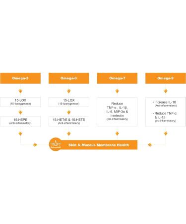 Barlowe's Herbal Elixirs Omegia Seaberry | Sea Buckthorn | Complete Omega 3, 6, 7, 9 Fatty Acids | 500mg Per Capsule | 60 Veggie Capsules | Glass Bottle | Stearate Free - Buy Online on GoSupps.com