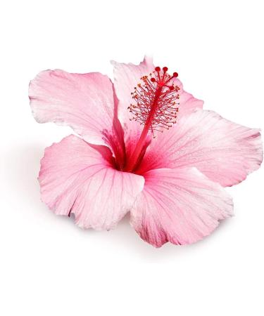 Pinky Up Organic Hibiscus Tea Loose Leaf Rosehip Blend | Caffeine-Free, Calorie & Gluten-Free | 3.2oz Tin - 25 Servings - Buy Online on GoSupps.com