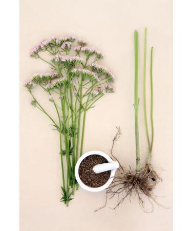 Herba Organica Valerian Root - 100g Pack - Valeriana Officinalis L for Natural Sleep Aid - Buy Online on GoSupps.com
