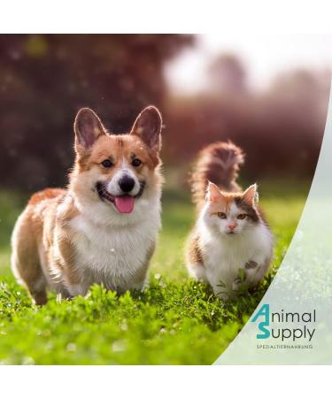 Animal Supply Ohr Milben Oil for Pets - 50ml | Effective Ear Mite Treatment for Dogs Cats & Pets with Chamomile - Soothing Relief for Itchy Ears - Buy Online on GoSupps.com