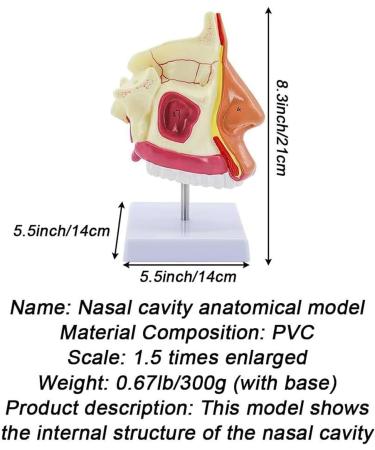 BuTkus Nasal Cavity Model - Human Anatomy with Digital Labels and Base - Learn & Understand Nasal Structure - Buy Online on GoSupps.com