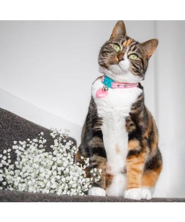 Kittyrama Reflective Cat Pendant | Security Cat Brand | Waterproof Light & Visible | Fits All Reflective Cat Neck Bands | Heart Styles Available - Buy Online on GoSupps.com