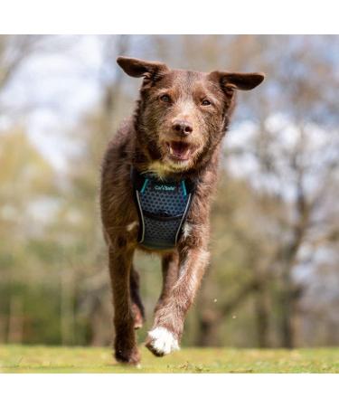 CarSafe Crash Tested Dog Safety Harness by Halti | Safely Secure Dogs up to 32Kg/70lbs | Comfortable Padded Design for Dogs of all Sizes - Buy Online on GoSupps.com