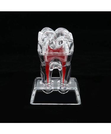Discriminable Toothed Tooth Model for Endodontics | Plastic Teeth Teaching Material for Dental Studies & Research | International Shipping Available - Buy Online on GoSupps.com