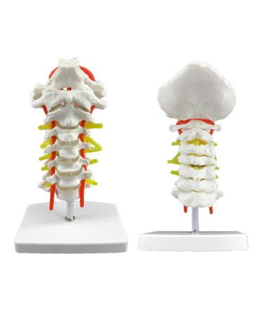 Spinal Nerves Cervical Spine & Occipital & Vertebral Artery Model Spinal Nerve Model Human Cervical Model with Neck Artery Hospital Teaching Model