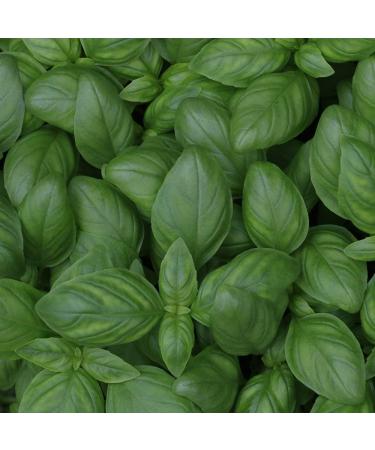 Farchioni Basil Olive Oil 250ml - Extra Virgin Olive Oil with Basil Essence - Glass Bottle - Buy Online on GoSupps.com