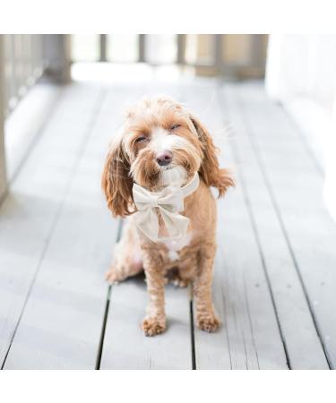 Buy Lionet Paws XL Dog Collar with Removable Fly - Comfortable Silk Collar for Large Dogs (Neck 40-66cm) - White - Buy Online on GoSupps.com