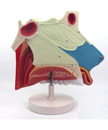 3 Times Anatomical Model of Nasal Cavity Showing Nasal Bone and Cartilage Section of Nasal Fronta and The Jaw are Represented - Buy Online on GoSupps.com